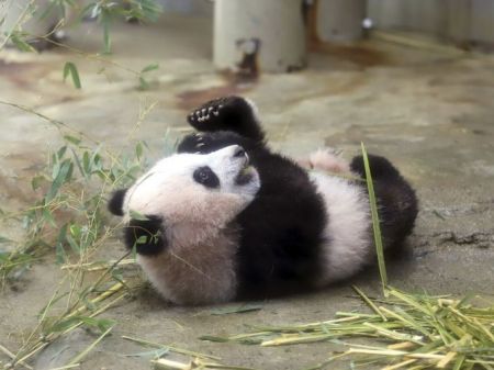 اخبار گوناگون ,خبرهای گوناگون, پاندای تازه متولد شده اخبار گوناگون ,خبرهای گوناگون, پاندای تازه متولد شده