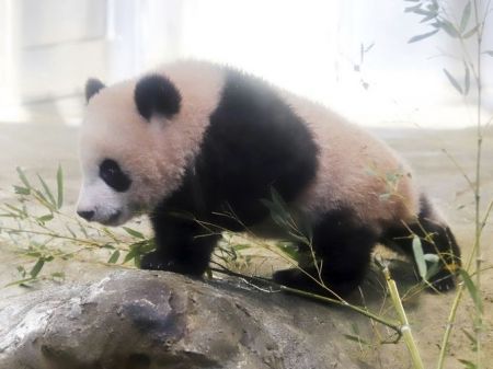 اخبار گوناگون ,خبرهای گوناگون, پاندای تازه متولد شده اخبار گوناگون ,خبرهای گوناگون, پاندای تازه متولد شده