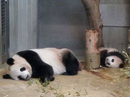 اخبار گوناگون ,خبرهای گوناگون, پاندای تازه متولد شده اخبار گوناگون ,خبرهای گوناگون, پاندای تازه متولد شده