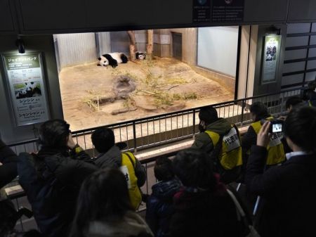 اخبار گوناگون ,خبرهای گوناگون, پاندای تازه متولد شده اخبار گوناگون ,خبرهای گوناگون, پاندای تازه متولد شده