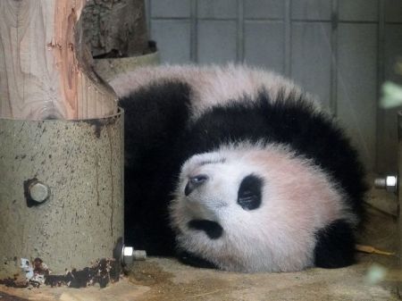 اخبار گوناگون ,خبرهای گوناگون, پاندای تازه متولد شده اخبار گوناگون ,خبرهای گوناگون, پاندای تازه متولد شده