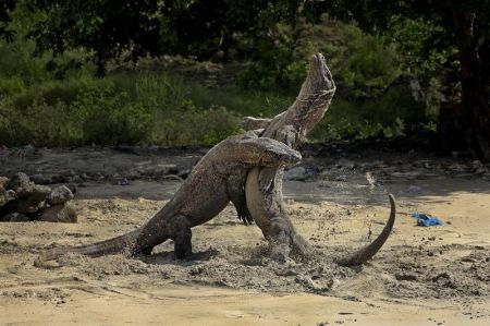 اخبار,اخبار گوناگون,عکس روز نشنال جئوگرافیک