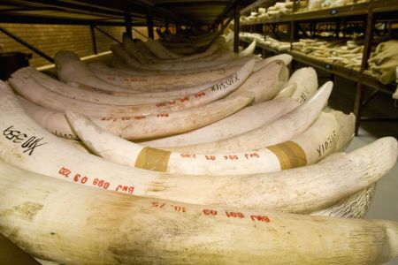 اخبار,اخبار گوناگون,فیل