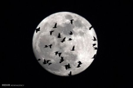 اخبار,اخبار گوناگون,ماه گرفتگی