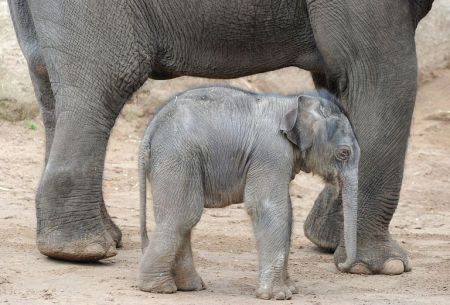 اخبار,اخبار گوناگون,فیل