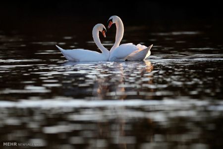 اخبار,اخبار گوناگون,تصاویر منتخب حیات وحش هفته‎