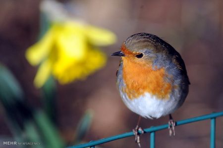 اخبار,اخبار گوناگون,تصاویر منتخب حیات وحش هفته‎