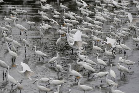 اخبار,اخبار گوناگون,تصاویر منتخب حیات وحش هفته‎