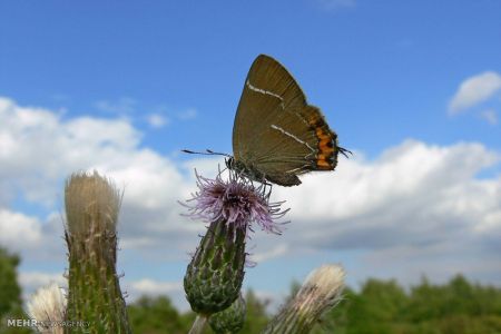 اخبار,اخبار گوناگون,تصاویر منتخب حیات وحش هفته‎