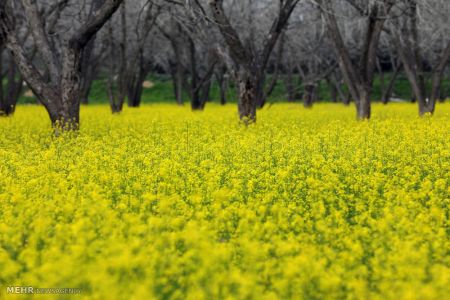 اخبار,اخبار گوناگون,تصاویر منتخب حیات وحش هفته‎