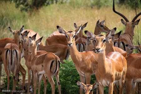 اخبار,اخبار گوناگون,تصاویر منتخب حیات وحش هفته‎