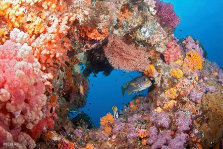 اخبار,اخبار گوناگون,تصاویر منتخب حیات وحش هفته‎