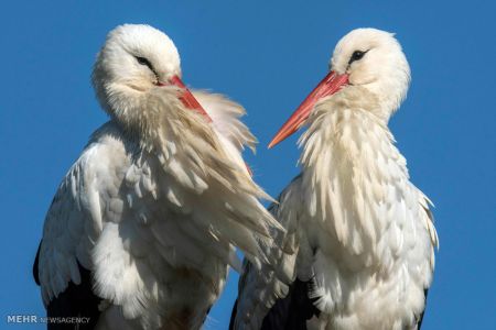 اخبار,اخبار گوناگون,تصاویر منتخب حیات وحش هفته‎