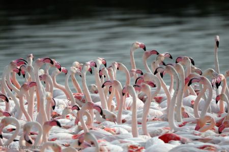 اخبار,اخبار گوناگون,تصاویر منتخب حیات وحش هفته‎