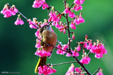 اخبار,اخبار گوناگون,تصاویر منتخب حیات وحش هفته‎