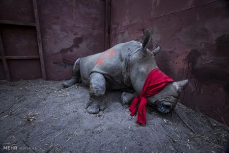 اخبار,اخبار گوناگون,مسابقه عکاسی ورلد پرس ۲۰۱۸