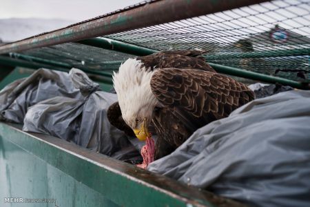 اخبار,اخبار گوناگون,مسابقه عکاسی ورلد پرس ۲۰۱۸