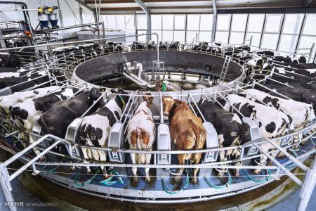 اخبار,اخبار گوناگون,مسابقه عکاسی ورلد پرس ۲۰۱۸