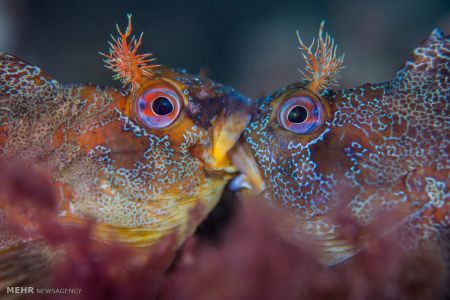 اخبار,اخبار گوناگون,برندگان مسابقه عکاسی زیر آب