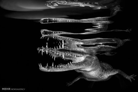 اخبار,اخبار گوناگون,برندگان مسابقه عکاسی زیر آب