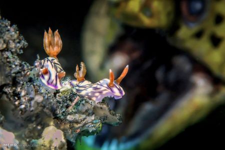 اخبار,اخبار گوناگون,برندگان مسابقه عکاسی زیر آب