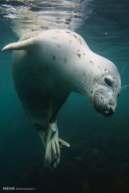 اخبار,اخبار گوناگون,برندگان مسابقه عکاسی زیر آب