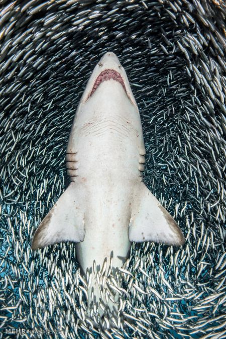 اخبار,اخبار گوناگون,برندگان مسابقه عکاسی زیر آب