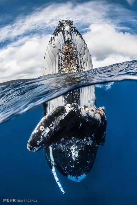 اخبار,اخبار گوناگون,برندگان مسابقه عکاسی زیر آب