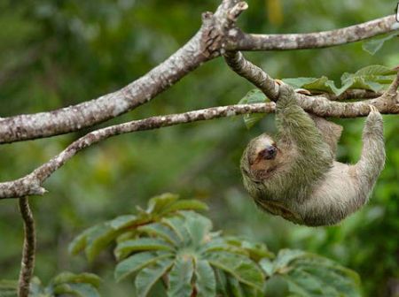  معرفی مهم‌ترین حیوانات حوضه رودخانه آمازون 