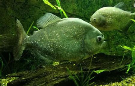  معرفی مهم‌ترین حیوانات حوضه رودخانه آمازون 