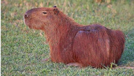  معرفی مهم‌ترین حیوانات حوضه رودخانه آمازون 