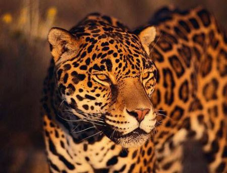  معرفی مهم‌ترین حیوانات حوضه رودخانه آمازون 