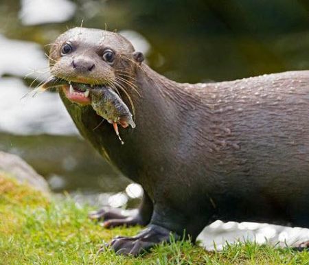  معرفی مهم‌ترین حیوانات حوضه رودخانه آمازون 