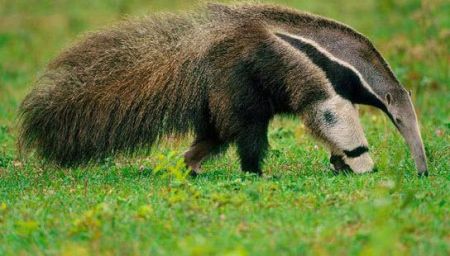  معرفی مهم‌ترین حیوانات حوضه رودخانه آمازون 