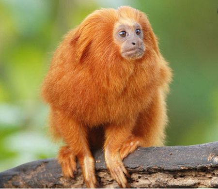  معرفی مهم‌ترین حیوانات حوضه رودخانه آمازون 