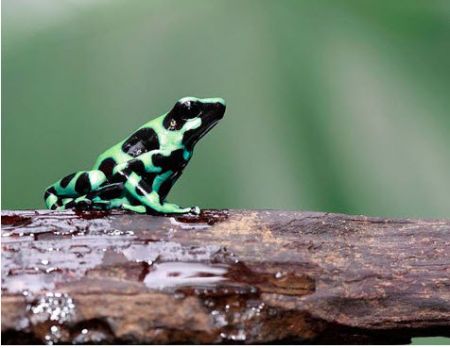  معرفی مهم‌ترین حیوانات حوضه رودخانه آمازون 