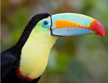  معرفی مهم‌ترین حیوانات حوضه رودخانه آمازون 