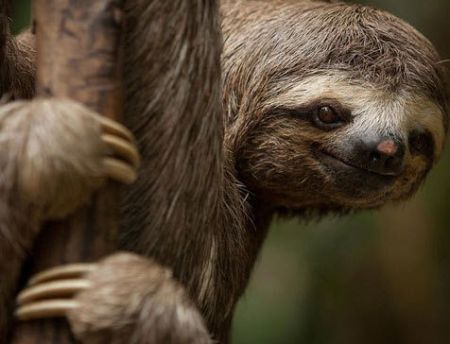  معرفی مهم‌ترین حیوانات حوضه رودخانه آمازون 