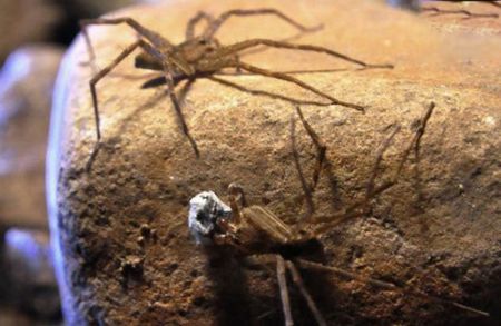 اخبار,اخبارگوناگون,  هدیه دادن در دنیای حیوانات