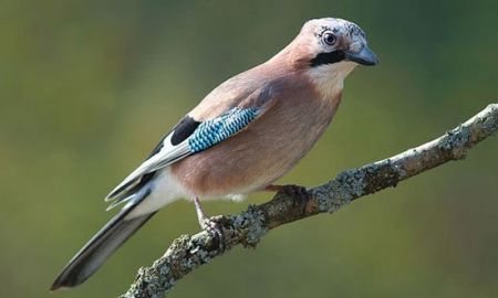 اخبار,اخبارگوناگون,  هدیه دادن در دنیای حیوانات