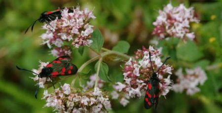 اخبار,اخبارگوناگون,  هدیه دادن در دنیای حیوانات