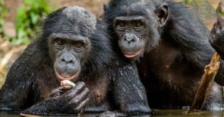 اخبار,اخبارگوناگون,  هدیه دادن در دنیای حیوانات