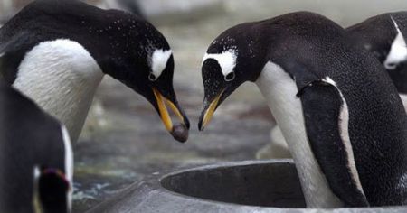 اخبار,اخبارگوناگون,  هدیه دادن در دنیای حیوانات