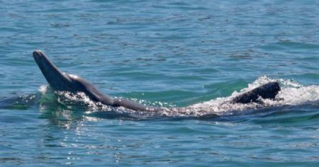 اخبار,اخبارگوناگون,  هدیه دادن در دنیای حیوانات