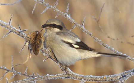 اخبار,اخبارگوناگون,  هدیه دادن در دنیای حیوانات
