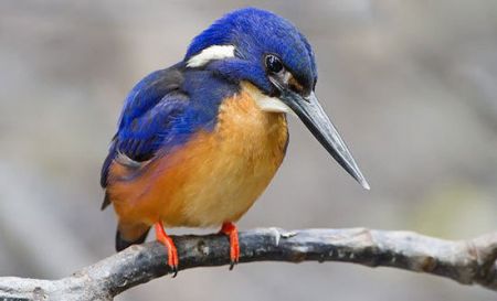 اخبار,اخبارگوناگون,  هدیه دادن در دنیای حیوانات