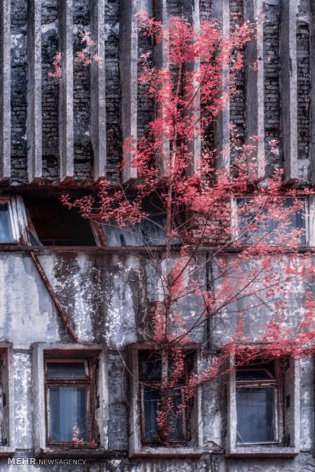 اخبار,اخبار گوناگون, چرنوبیل ؛ شهر ارواح‎