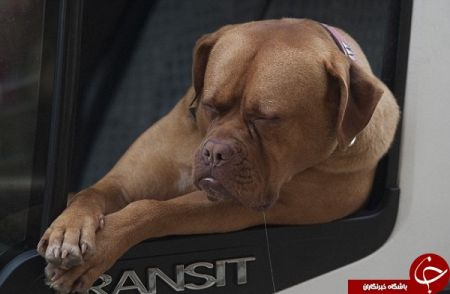 اخبار,اخبارگوناگون,اخم زیبای سگ فرانسوی