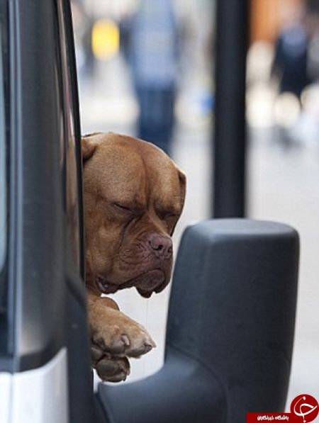 اخبار,اخبارگوناگون,اخم زیبای سگ فرانسوی