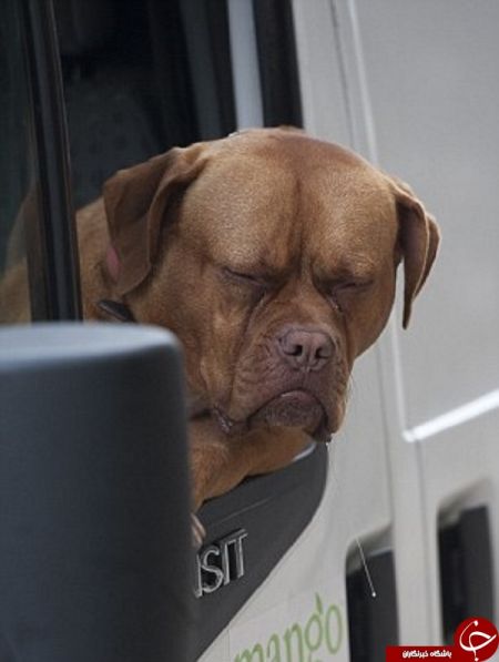 اخبار,اخبارگوناگون,اخم زیبای سگ فرانسوی